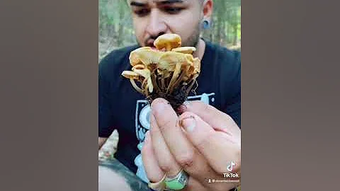 Wild Enoki (Flammulina populicola)