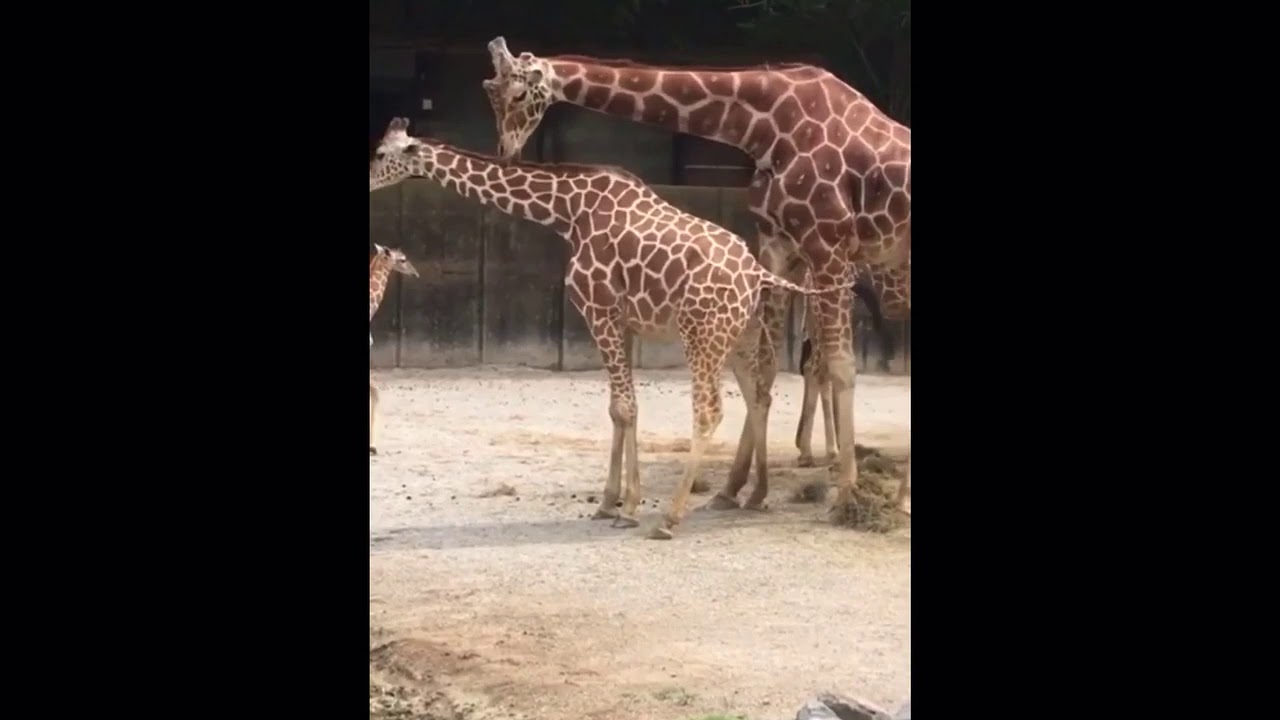 Cette Girafe Boit La Pisse De Son Congenere Youtube