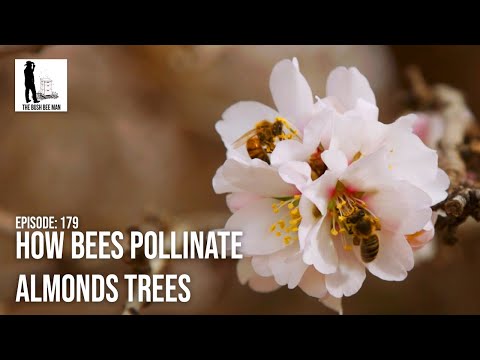 Video: Pollinerande mandlar - hur man pollinerar mandelträd