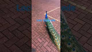 👑LOGUN EDE filho de Oxossi e Oxum💐