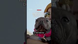 Meet The Winner Of 2025S Worlds Ugliest Dog Contest