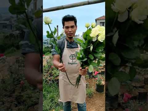 Video: Spacing Roses - Jarak Jauh Untuk Menanam Semak Bunga Mawar