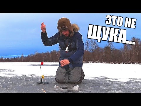 ПОСТАВИЛ ЖЕРЛИЦЫ НА