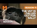Vet John Lewis Is Called Out For Chimp Sally | Season 11 | Full Season | Monkey Life