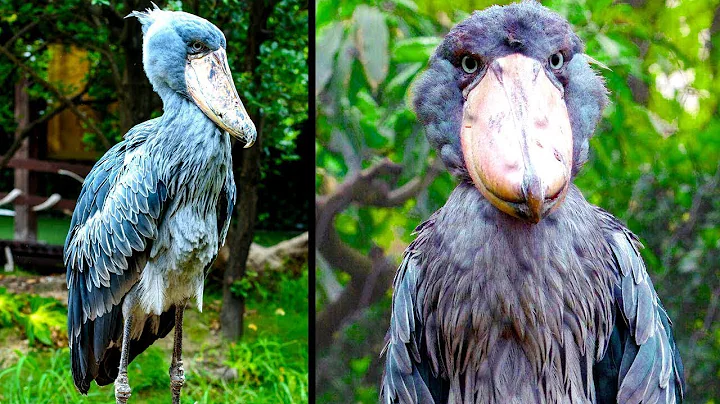 Wild Animals That Have Rarely Been Seen