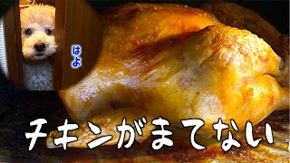 🐶七面鳥が焼けるのが待ち遠しい犬。【トイプードルのグリィ】【犬】【dog】【toy poodle】