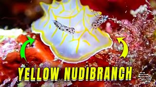 Yellow and White Nudibranch Sighting