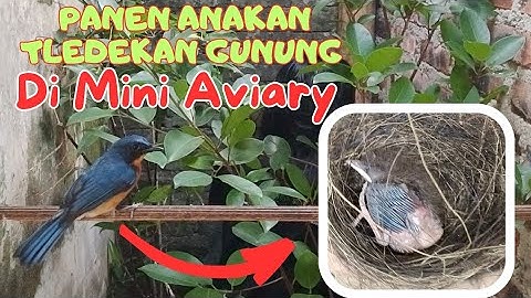 PANEN ANAKAN BURUNG TLEDEKAN GUNUNG DI MINI AVIARY || TERNAK TLEDEKAN GUNUNG DI MINI AVIARY