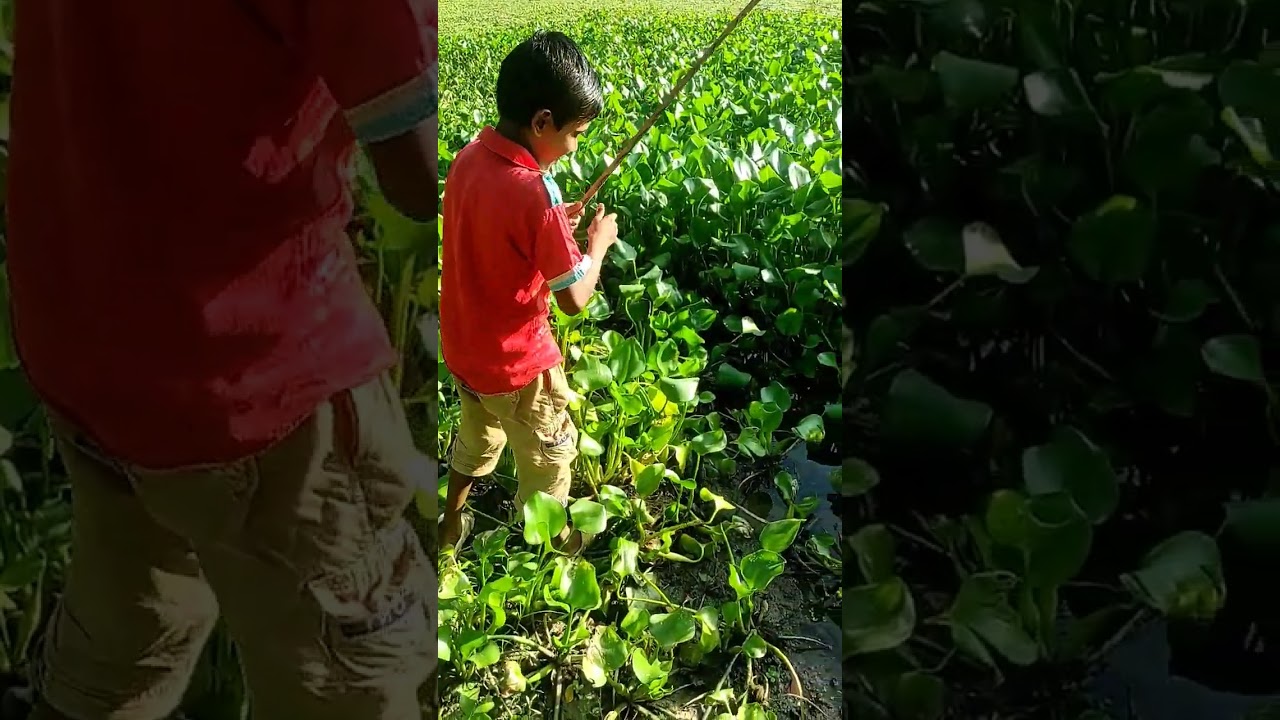 Sourav fishing with ant eggs