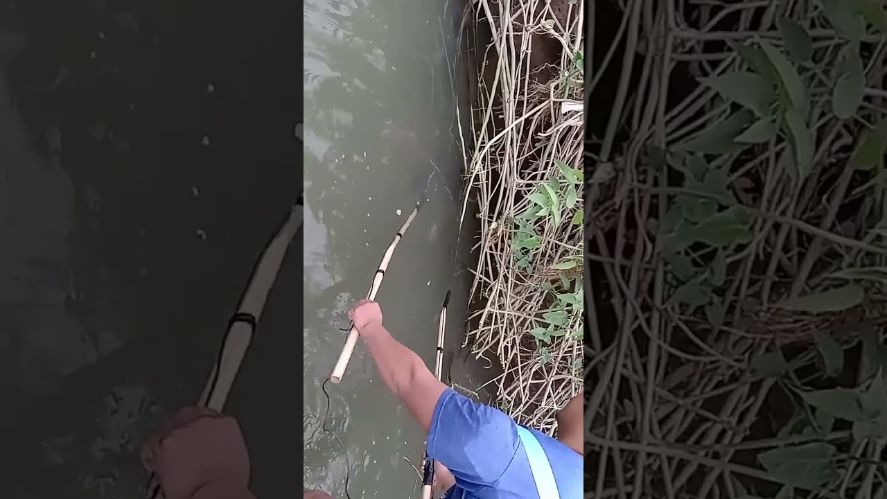 testimoni setrum ikan eletrik pac original tanpa plif plof dan tanpa relay asupan aki 12 volt 10 ah