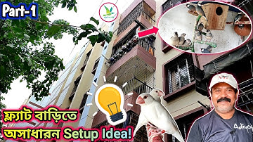 Java Sparrow/Gouldian Finch/Bengalese Finch Birds Breeding Setup At Flat Building||KUILA For EVER