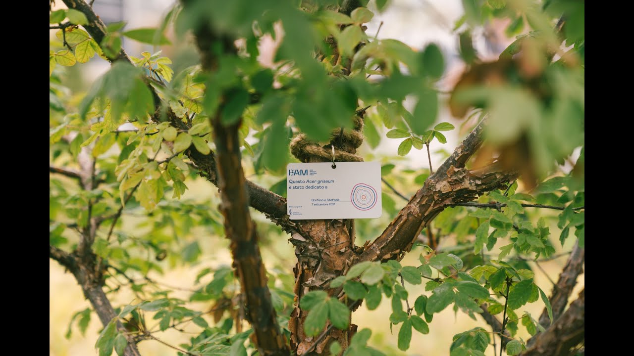 Radici - pensieri d'amore @BAM