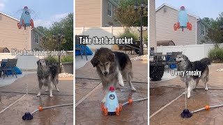 Huskies Play With Water Rocket Toy