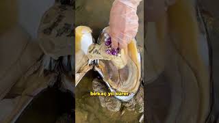 İnci Yapması Için İstiridyeleri Nasıl Kandırıyorlar?