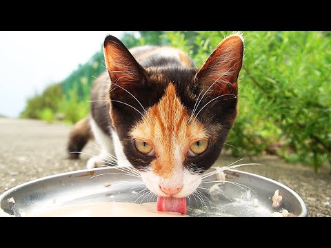 秘境に住む珍しい模様の三毛猫の子猫に給餌したら警戒しながらうまそうに食べた 野良猫 感動猫動画