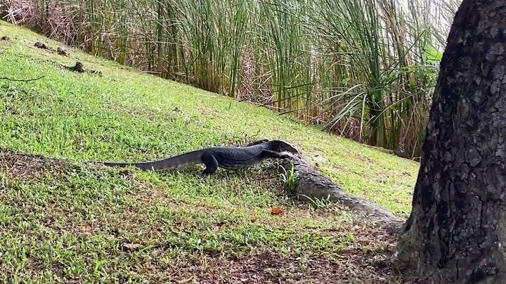 Monitor Lizard @ Punggol Park