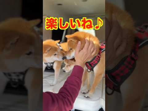 キャンプ最高♪#Shorts＃柴犬＃豆柴#多頭飼い#Shiba inu#mameshiba