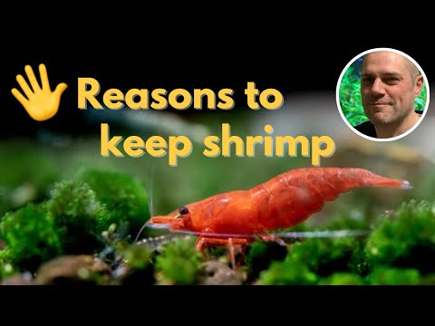 Video: Vedenie sladkovodné Cherry Red krevety ako Pet