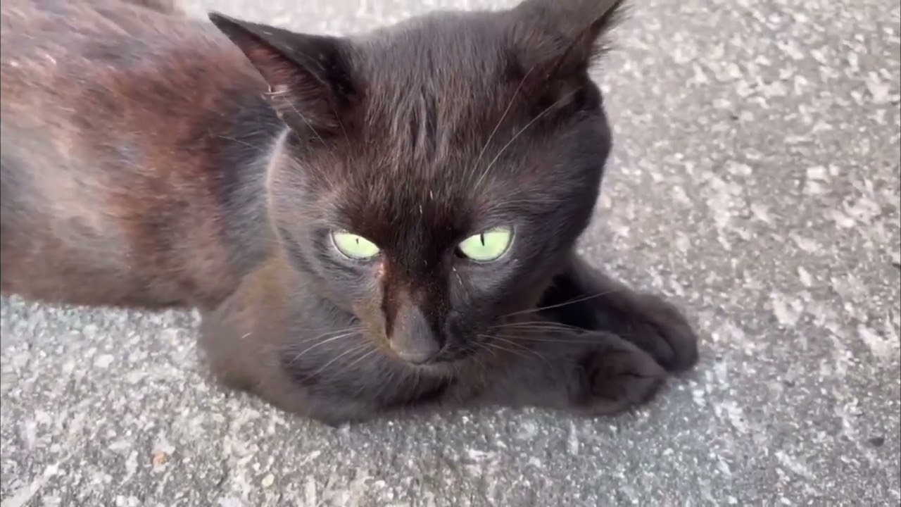 #過去の素敵な野良猫ブラック君