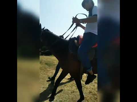 Video: Çex Warmblood At Cinsi Hipoallergen, Sağlamlıq Və Ömür