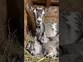A simple moment full of love and care.🥰#goat #family #love #animals #shorts #peaceful #viral