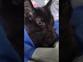 Happy Sunday, everyone. #cat #subscribe #kitten #catshorts