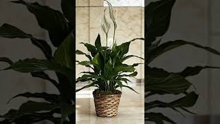 CUIDADOS BASICOS DEL SPATIPHYLLIUM (CUNA DE MOSIES)