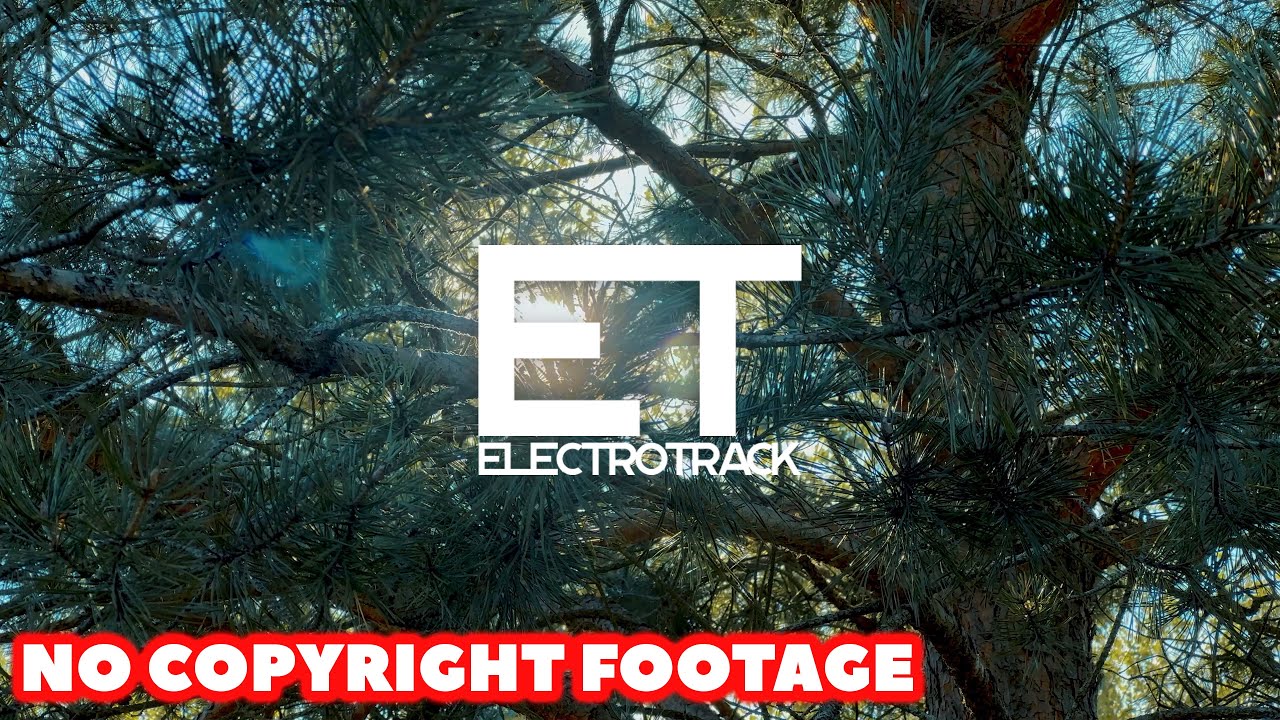 Sun Pine | No copyright Nature Background video