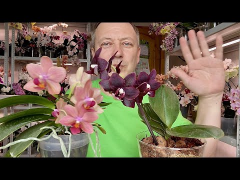 przesadzanie kwitnącej orchidei na SUPER GROUND jest łatwe i niedrogie dla KAŻDEGO
