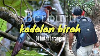 BERBURU burung kadalan birah di (hutan larangan)