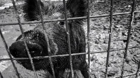 Trapped a big sow and the kid wins baseball state championship.