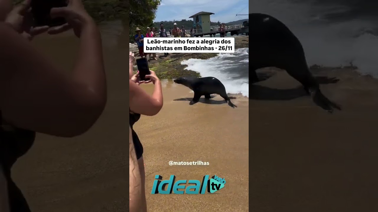 Visita inesperada na praia de Bombinhas SC.