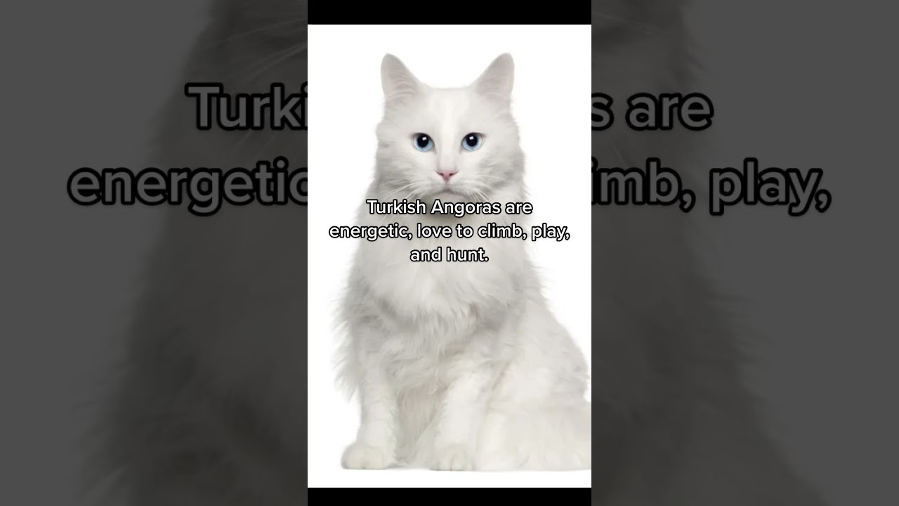Most Playful Cat Breeds In The World