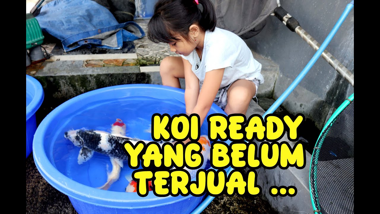 KOI YANG MASIH READY BELUM TERJUAL , SUDAH KARANTINA !!! Dua Putri Koi | 12-04-2024