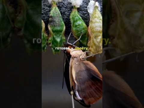 Метаморфоз гусеницы в бабочку #природа #насекомые #бабочка #гусеница