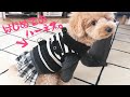 【首輪からハーネスへ！】洋服型ハーネスがホントに良かった♪2歳6ヶ月トイプードルのらら