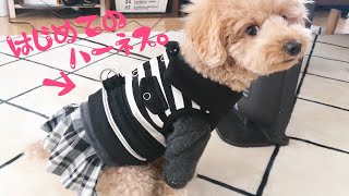 【首輪からハーネスへ！】洋服型ハーネスがホントに良かった♪2歳6ヶ月トイプードルのらら