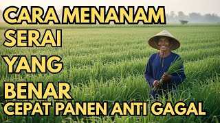 Easy way to grow lemongrass!! Easy and fast profit