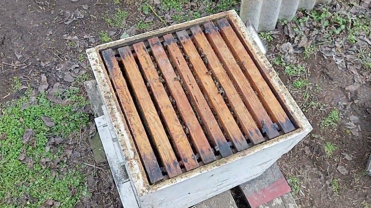 Матка ещё не сеет,но семья явно готовится к весеннему старту. 