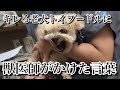 激怒症候群の子は、長生きしない…【虐待を受けた激怒症候群トイプードル】