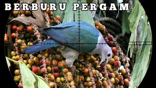 WOW ❗HUNDREDS OF PERGAM BIRDS COME WHEN THIS TREE BLOOMS. BORNEO SLUG. PERGAM HUNTING