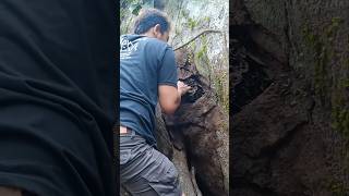 Beruntung sekali Nemu sarang semut di pohon besar ternyata isi kapak 212 Wiro sableng #mistis #viral