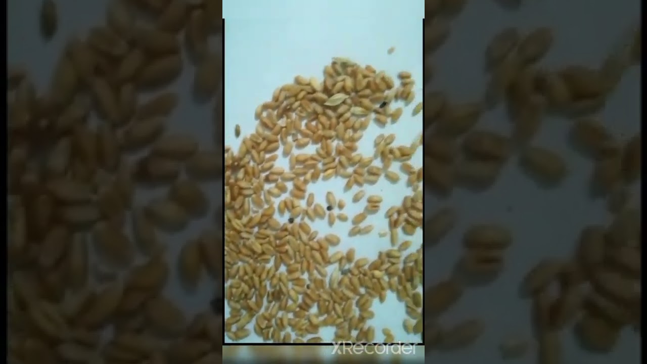 today's Wheat Market in karachi PAK Brokers shahid pasha wheat's rates list 07.04.2022