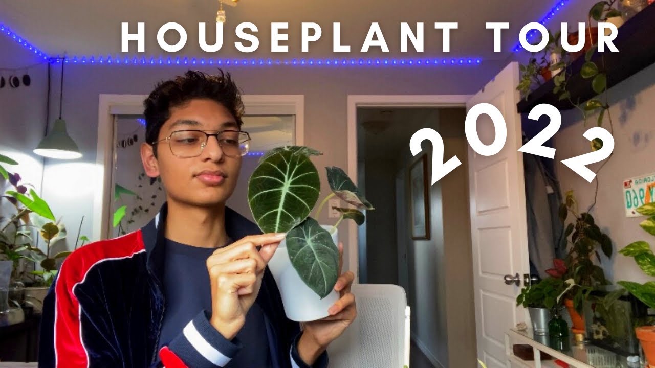 houseplant tour 2022