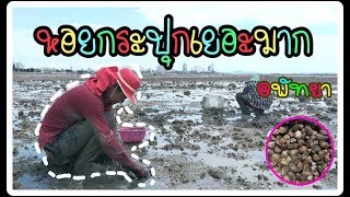 # VLOG 23 เทคนิคการหาหอยกระปุกหอยตลับ หอยแครงในทะเลพัทยาแถวหาดกระทิงลาย หาหอยหาดจอมเทียน