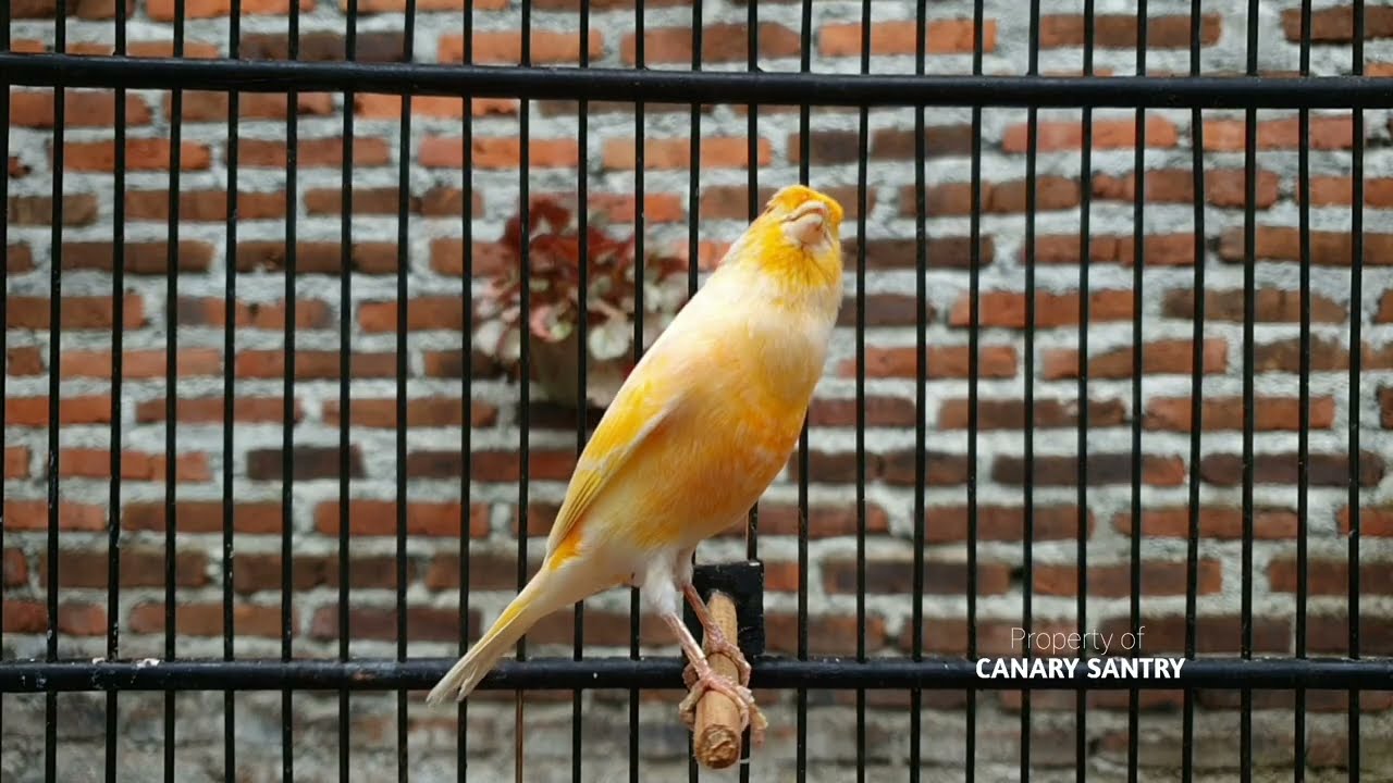 ОСТАНОВИТЕ молчаливую канарейку‼️ НЕПРЕВЗОЙДЕННЫЙ МАСТЕР ПОЮЩИХ ПРИМАНОК‼️