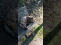 ベンチにいた片目のサビ野良猫を撫でたら懐っこい猫だった #Shorts