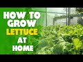 How To Grow Lettuce At Home: Step By Step