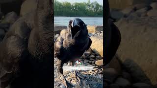 Fun Facts About CROWS that will blow your mind! #funfacts #animals #funny #crow