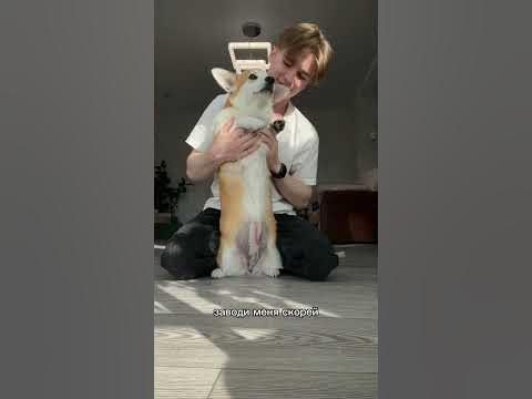 Лапы вверх-всем сладким булочкам посвещается #корги #животные #юмор # ...